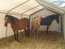 6m Hausform Zelt innen mit 3 Pferden