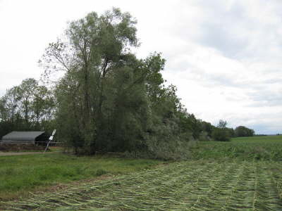 Mais-Baeume-schild-rampuniert_Zelt-ok